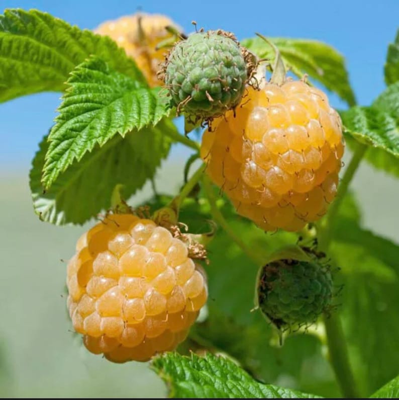 Fall Gold Raspberry Starter Plant - Organic Everbearing Raspberry (Rubus idaeus) - Sweet Golden Berries for Container Gardens
