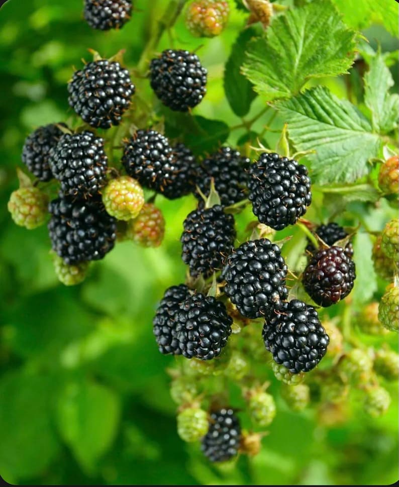 Prime Ark Freedom Blackberry Plants - Thornless, Everbearing, High-Yielding (Rubus subg. Rubus) - Sweet Blackberries!