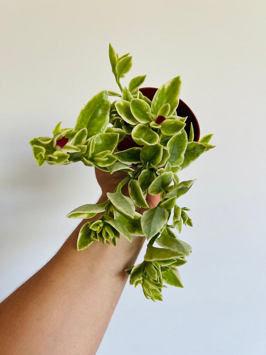 Baby Sun Rose Plant - 4” Pot - Mesembryanthemum Cordifolium - Easy Care Houseplant with Bright Red Flowers