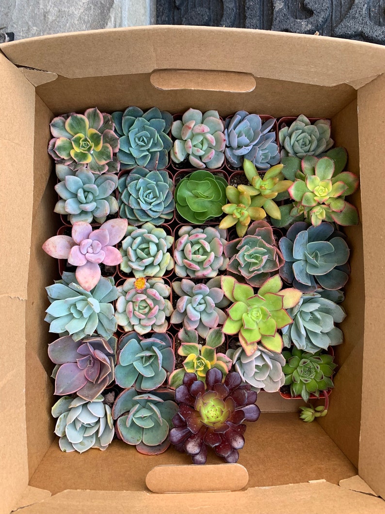12 Assorted Baby Succulents 2" - Live Plants for DIY, Party Favors, Gifts - Vibrant Healthy Succulents in 2" Nursery Pots