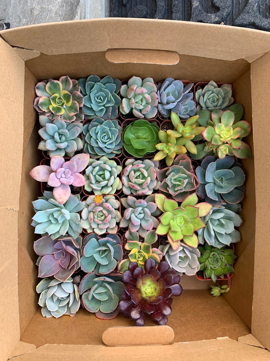 12 Assorted Baby Succulents 2" - Live Plants for DIY, Party Favors, Gifts - Vibrant Healthy Succulents in 2" Nursery Pots