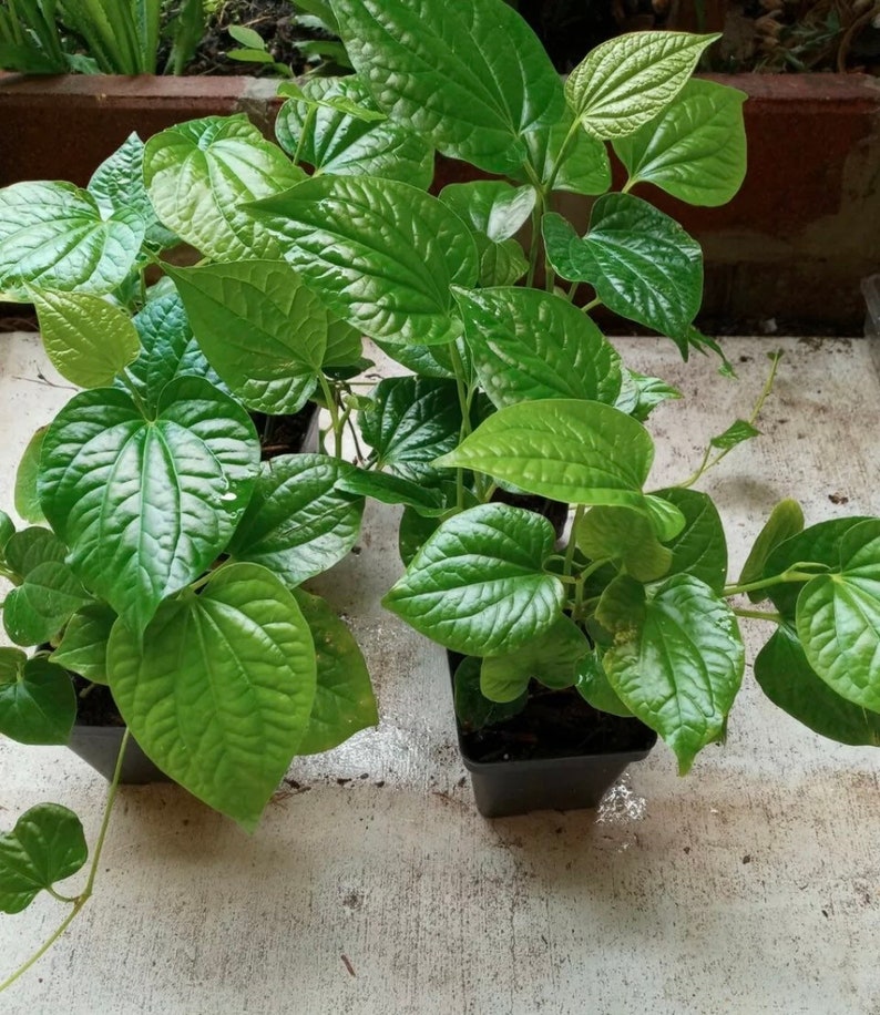 Organic Piper Lolot Live Plant in Pot - 1ft - Lá L?t - Culinary Herb for Fresh Flavors (Piper sarmentosum)