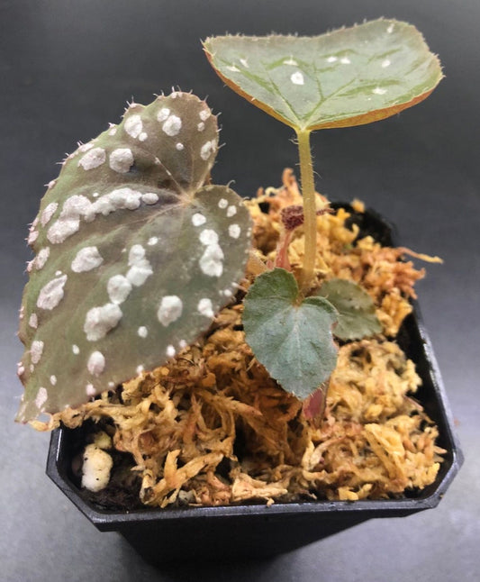 Begonia Rex Betsy Live Plant 3" Pot with 2-3 Leaves - Rare Begonia “Betsy” (Begonia Rex) with Metallic Leaves