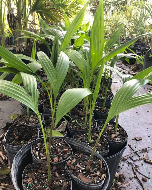 Aneityum Palm Live Plant - Carpoxylon macrospermum - Elegant Carpoxylon Palm - Outdoor Grown - Minor Blemishes