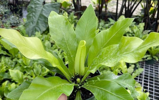 Asplenium nidus Live Plant - Birds Nest Fern - Green Indoor Plant - Hardy Houseplant for Low Light Conditions