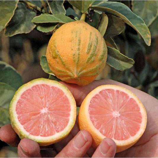 Variegated Pink Lemon Tree Grafted 1-2 Feet Tall - Citrus limon variegatum