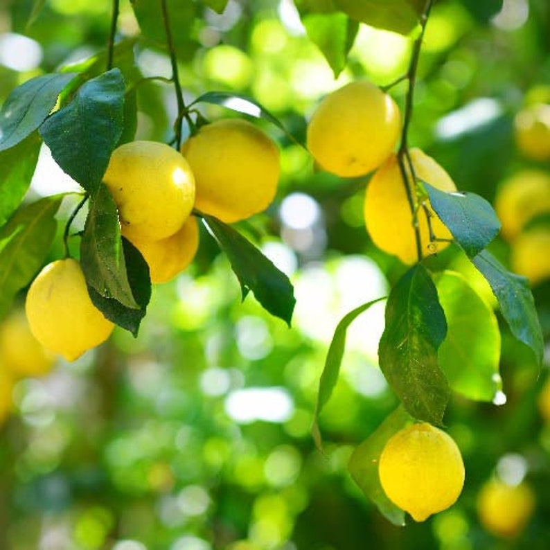 Grafted Harvey Lemon Tree in 1 Gallon Pot - Citrus × limon - Perfect Indoor/Outdoor Lemon Plant