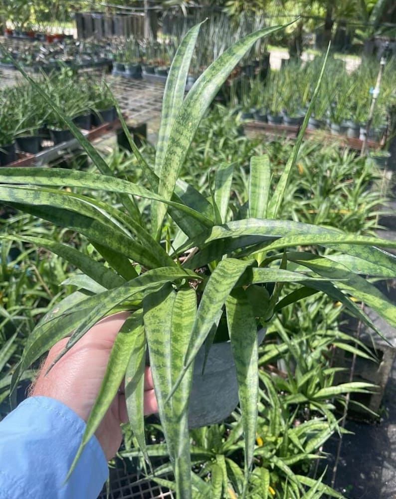 Sansevieria parva Live Plant - Kenya Hyacinth Snake Plant - Mother-in-Law's Tongue - Bowstring Hemp - Outdoor Grown