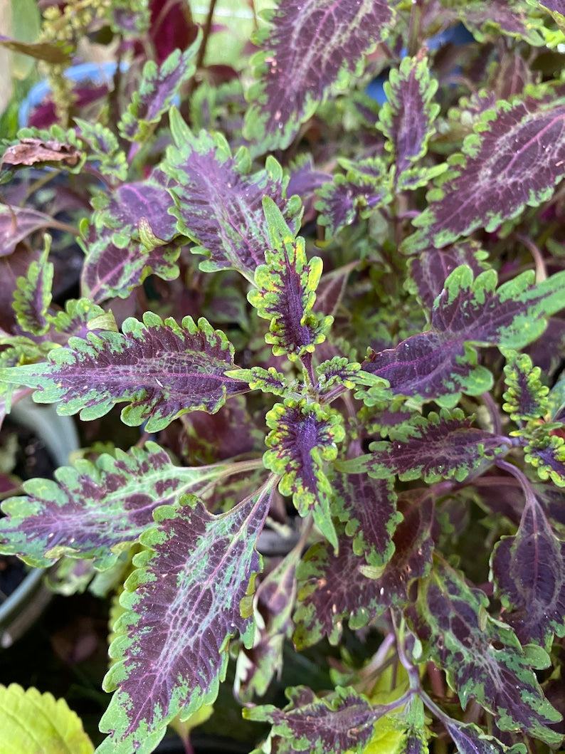 Coleus Cutting 3-4" Purple Lace Live Plant, Ornamental Foliage, Solenostemon Scutellarioides, Indoor/Outdoor Gardening Gift