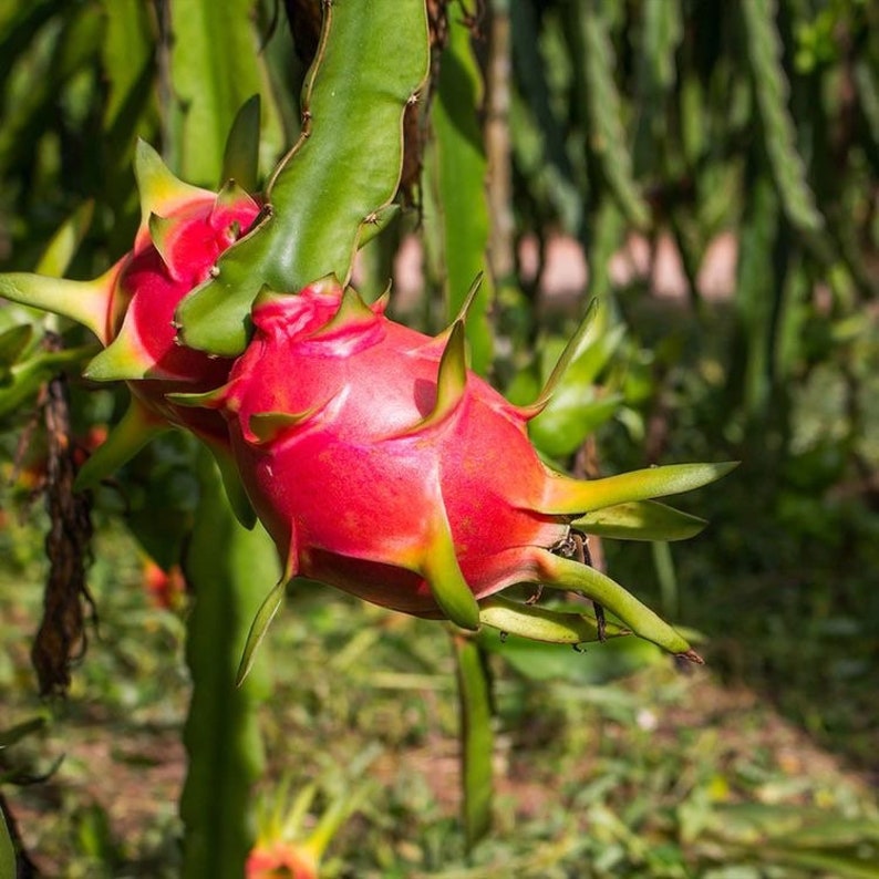 Rooted White Dragon Fruit Plant 2ft - Healthy White Dragon Fruit Cactus (Hylocereus undatus)
