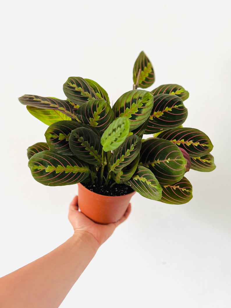Prayer Plant - 4” Red - Maranta Leuconeura - Tropical Indoor Plant - Pet Safe - Easy Care Houseplant