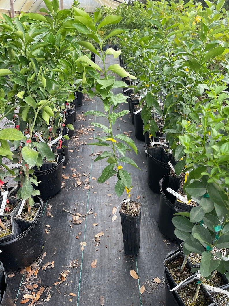 Grafted Lisbon Lemon Tree - 3 Feet Tall - Citrus limon - Potted with Soil, No Shipping to California