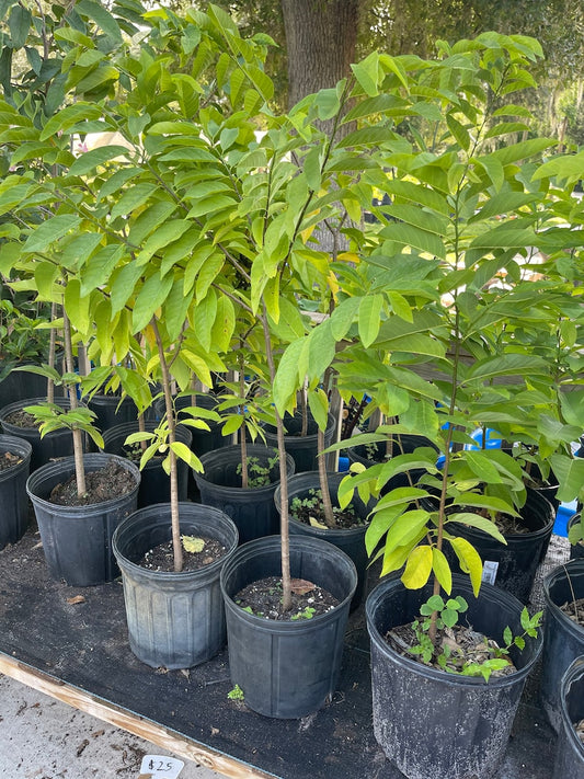 Sugar Apple Tree 3 Gallon - Annona squamosa - 2-3 Feet Tall, Potted with Soil for Easy Planting