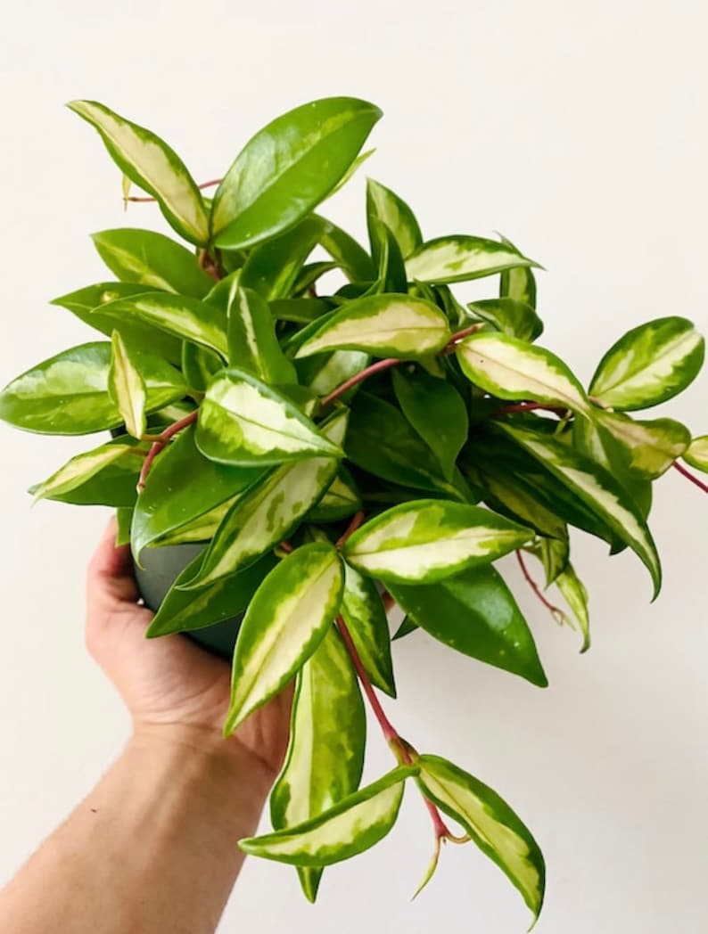 Hoya Carnosa Crimson Princess | Rare Indoor Plant | Vining Houseplant | Hoya Carnosa | Available in Multiple Sizes