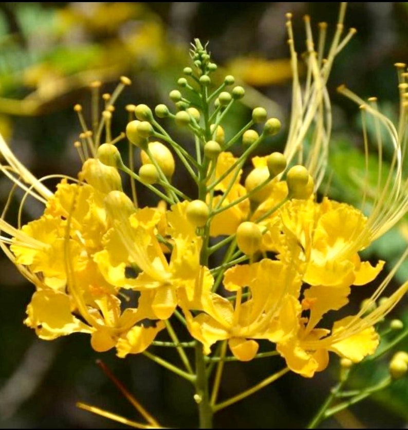 Dwarf Pride of Barbados Tree - 3ft Bright Yellow Flowering Plant - Caesalpinia pulcherrima - Butterfly Attractor