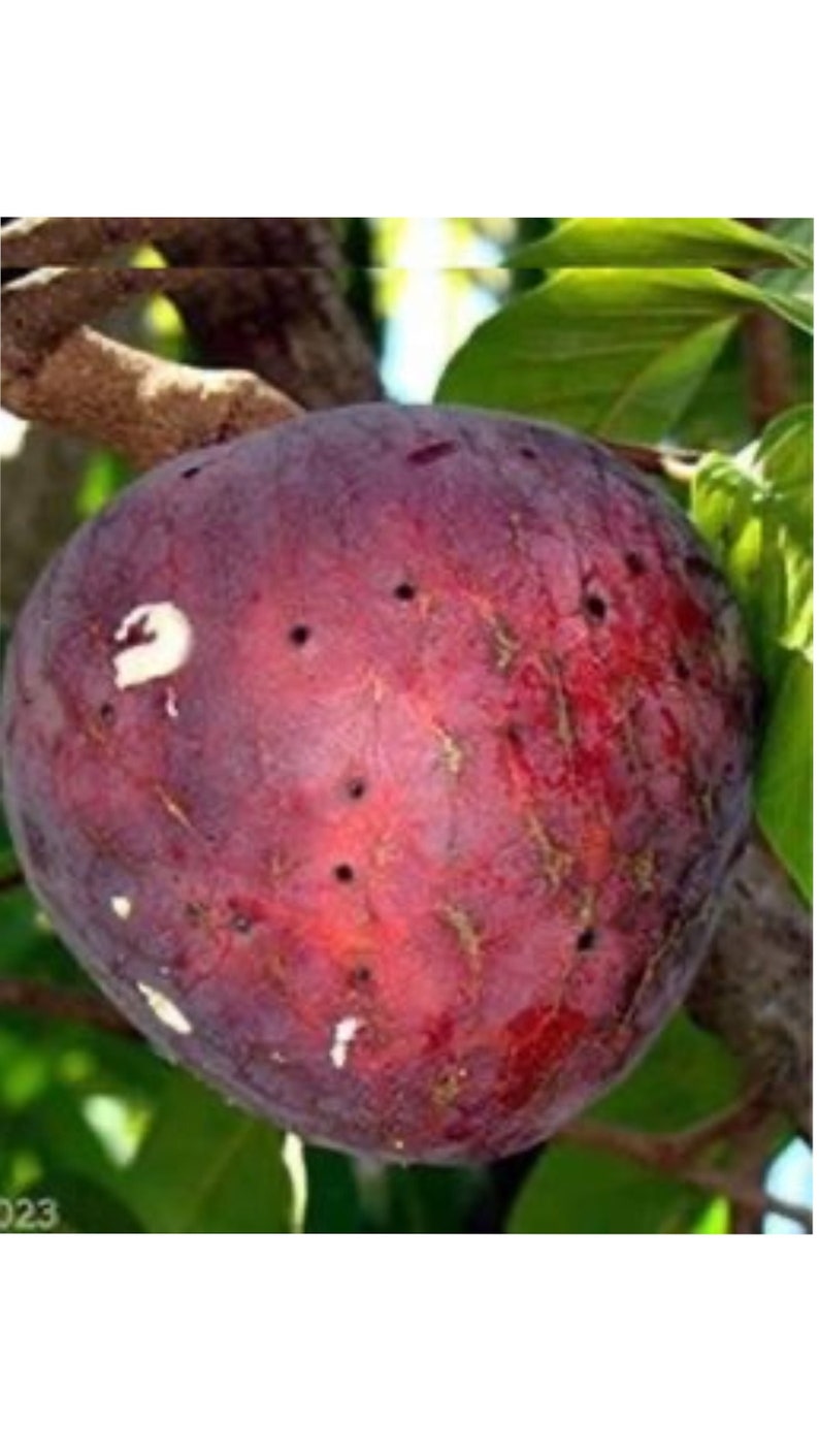 Red Custard Apple Tree 3ft - Red Annona reticulata - Sweet Red Heart Fruit, Not Ship to CA
