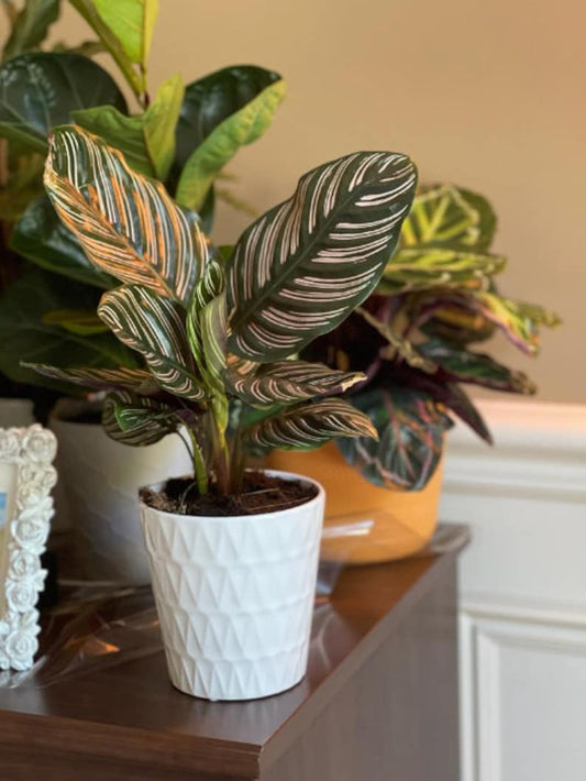 Calathea Ornata Pinstripe 4 Inch Grow Pot | Pink Variegated Prayer Plant | Easy Care Indoor Houseplant | Calathea Ornata