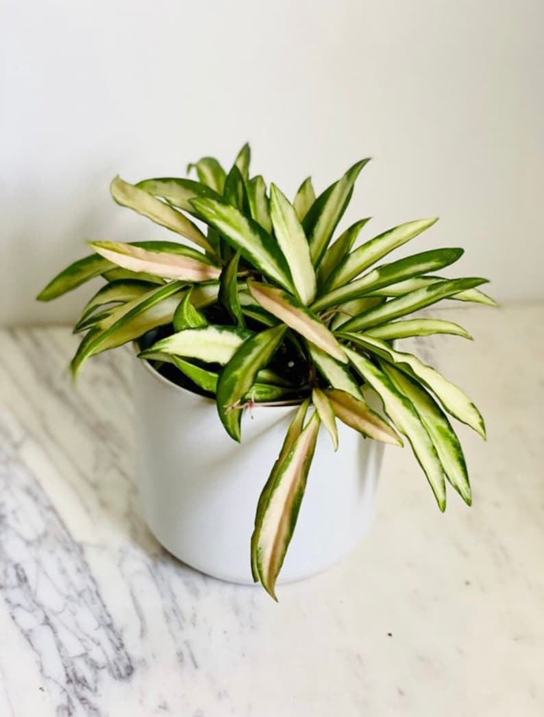 Variegated Hoya Plant - Hoya Wayetii Variegated - Tropical Wax Plant - Multi-Color Foliage - Low Maintenance Houseplant