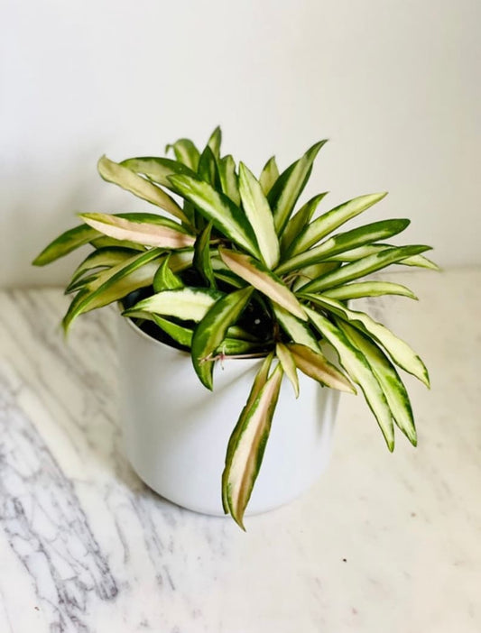 Variegated Hoya Plant - Hoya Wayetii Variegated - Tropical Wax Plant - Multi-Color Foliage - Low Maintenance Houseplant