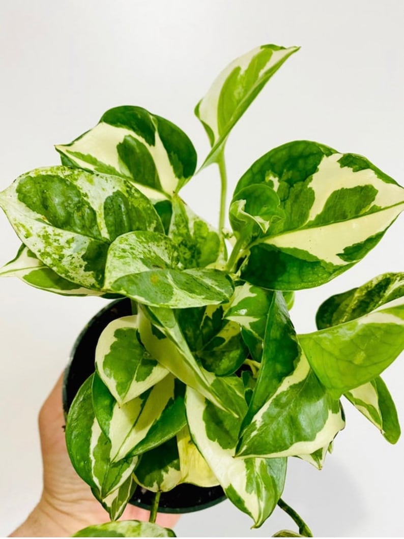 Pothos Plant - Full Heads - Pearls & Jade Variety - Easy Care Indoor Houseplant - Epipremnum aureum