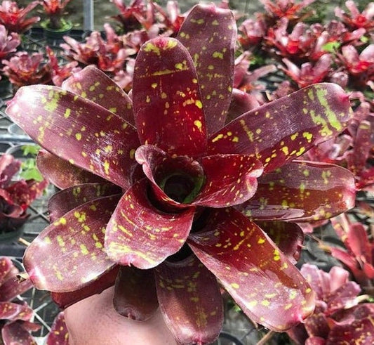 Bromeliad Plant - Neoregelia Green Eyes - Live Indoor/Outdoor Tropical Houseplant - Pest Inspected, Minor Blemishes