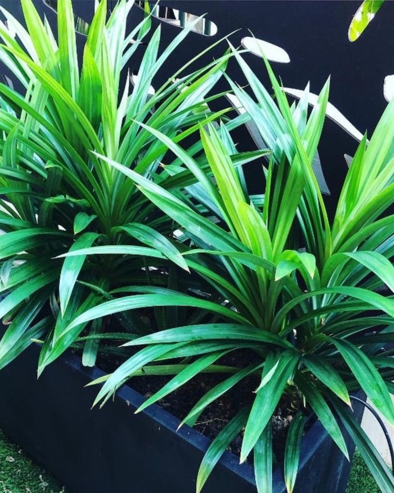 Pandan Edible Plant - Organic Live Plant One ft & Up - Pandanus amaryllifolius - Not Shippable to CA