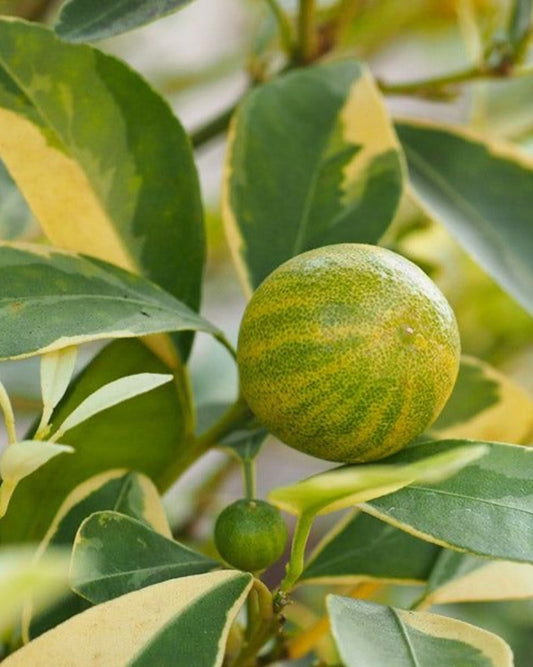 Variegated Pink Eureka Lemon Tree 3-4ft Grafted Citrus Tree, Rare Variegated Pink Lemon (Citrus limon)