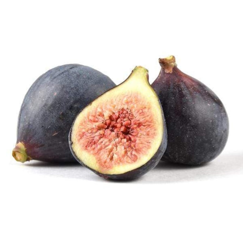 Beer’s Black Fig Plant - Live Rooted Starter - Self-Pollinating Ficus carica - Dwarf Purple Fig for Zones 7-10 - Potted Plant