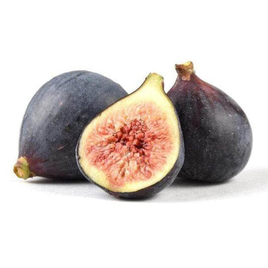 Beer’s Black Fig Plant - Live Rooted Starter - Self-Pollinating Ficus carica - Dwarf Purple Fig for Zones 7-10 - Potted Plant