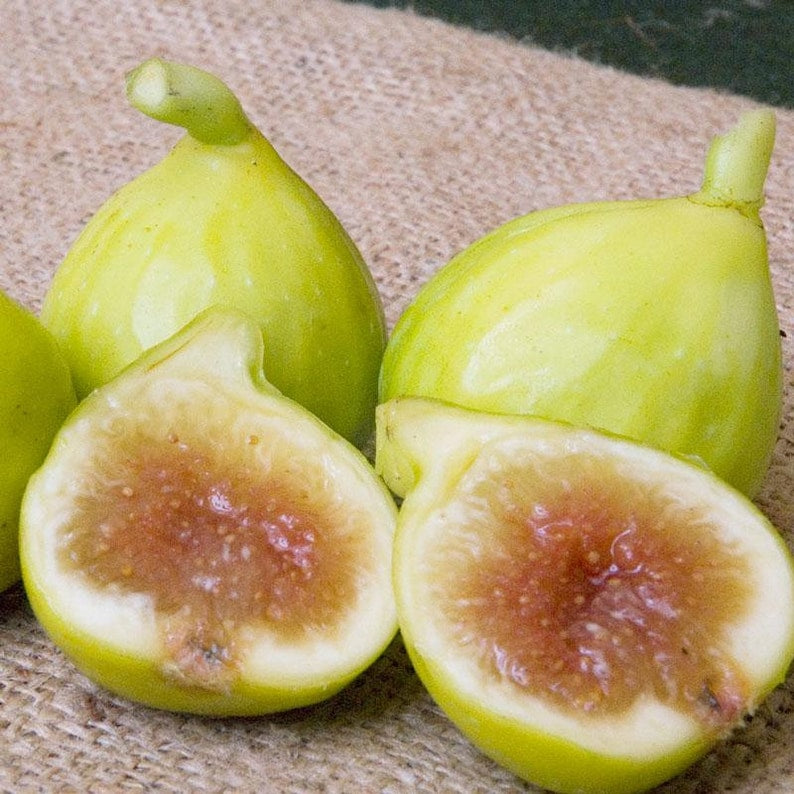 Kadota Fig Starter Plant - Live Rooted Potted Plant - Ficus carica - Self-Pollinating - Zones 7-9 - Sweet Yellow/Green Figs