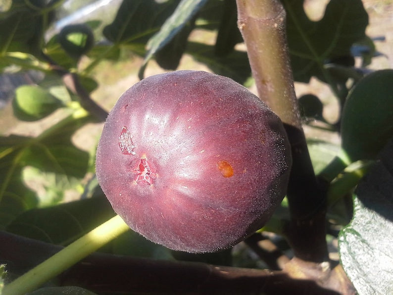 Chicago Hardy Fig Plant - Live Rooted Starter - Ficus carica - Self-Pollinating - Ideal for Zones 6-10 - Potted Fruit Plant