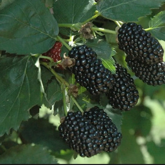 Thornless Blackberry Bush Starter Plant - Prime-Ark Traveler - Rubus subg. Rubus - Organic Fruit Bearing, Early-Season, Sweet Berries