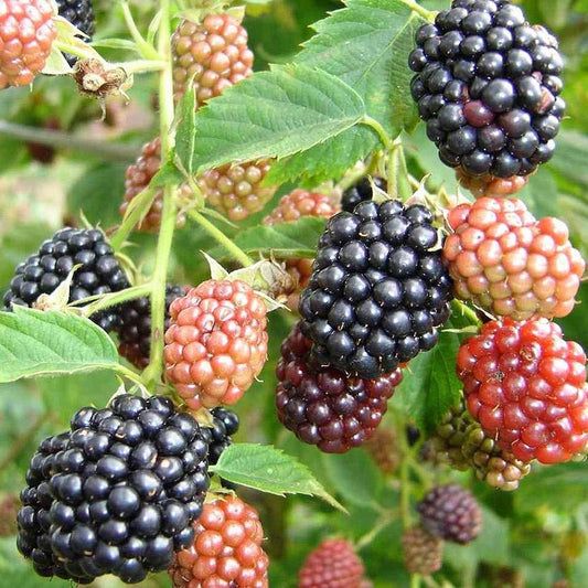 Blackberry Plant 3ft - 4ft Tall with Pot and Soil - Rubus fruticosus - Live Berry Plant for Home Garden