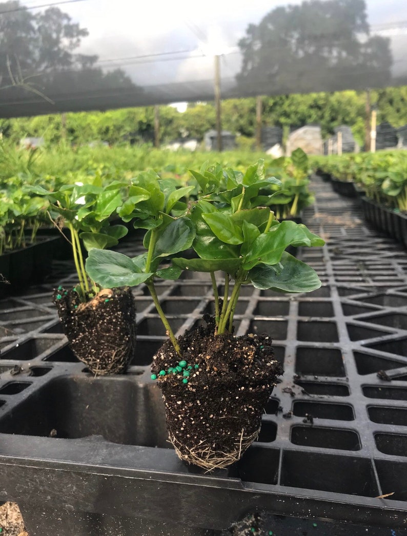 Arabica Coffee Bean Starter Plants - 4 to 6 Inches - Coffea arabica - Grow Your Own Coffee at Home