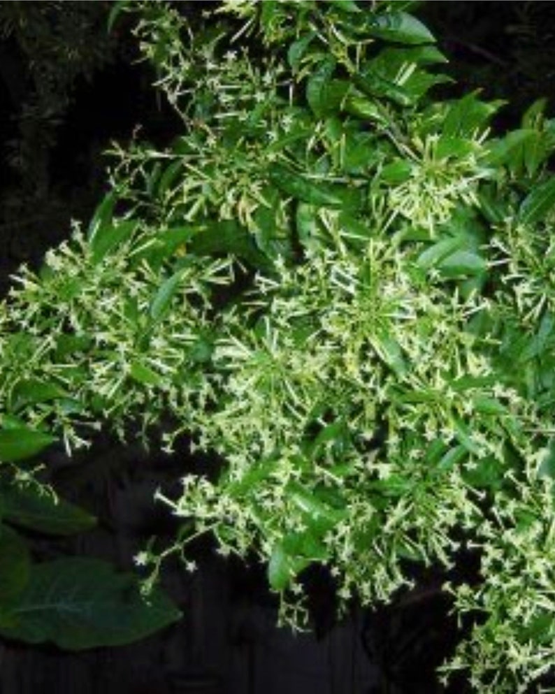 Night Blooming Jasmine Tree 2ft - Fragrant Tropical Plant, Cestrum nocturnum, No Shipping to CA