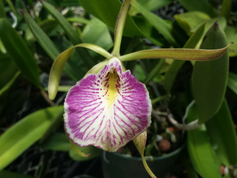 Cattleya Orchid Plant Near Bloom - Brassavola nodosa x C schilleriana 'Mary Dodson' - Colorful Lip - Perfect for Mounting