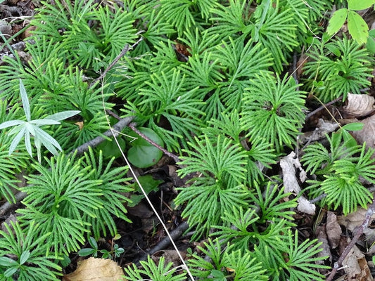 15 Fan Clubmoss Ground Cedar Plants - Lycopodium Complanatum Evergreen Ground Cover Vine - Native Wildflower Transplants