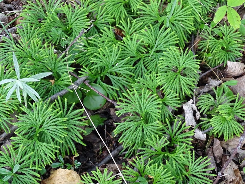 20 Fan Clubmoss Ground Cedar Plants - Lycopodium Complanatum - Evergreen Ground Cover Wildflower Transplants
