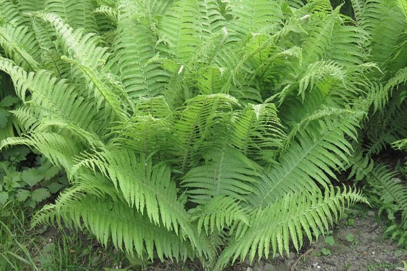 Lady Ferns Bare Root Plants - 5 Pack Athyrium Filix-Femina Woodland Perennial Wildflower for Garden Landscaping