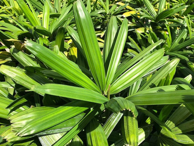 Rhapis Excelsa Koban Puffy Lady Palm - Live Plant - Hardy Indoor/Outdoor Plant - Ideal for Low Light Conditions