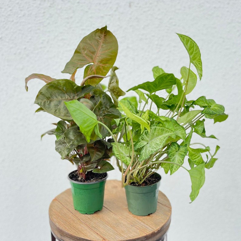 LIVE Syngonium Combo 4" Pots - Maria Allusion & White Butterfly Arrowhead - Syngonium Podophyllum - Easy Care Houseplant Gifts