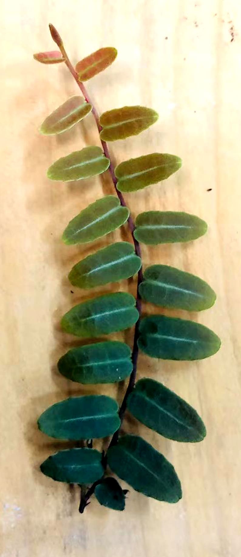 Rooted Marcgravia umbellata Plant - Rare Houseplant Gift for Plant Lovers - Unique Indoor Greenery