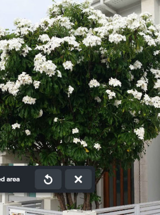 Bridal Bouquet Plumeria Tree Live Plant - Frangipani Flowering Variety - Plumeria pudica 'Bridal Bouquet' - Year-Round Blooms