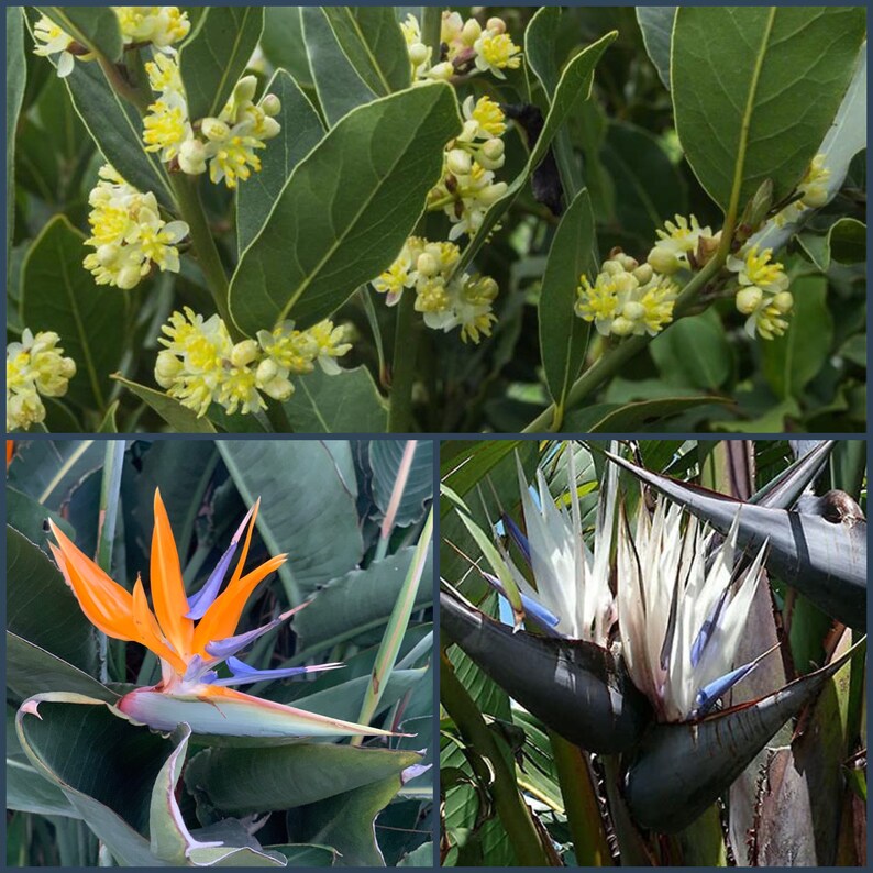 Live Plant Combo 5 Pack - Strelitzia Reginae (Orange), Strelitzia Nicolai (Giant White), Lauris Nobilis (Bayleaf) - Indoor/Outdoor