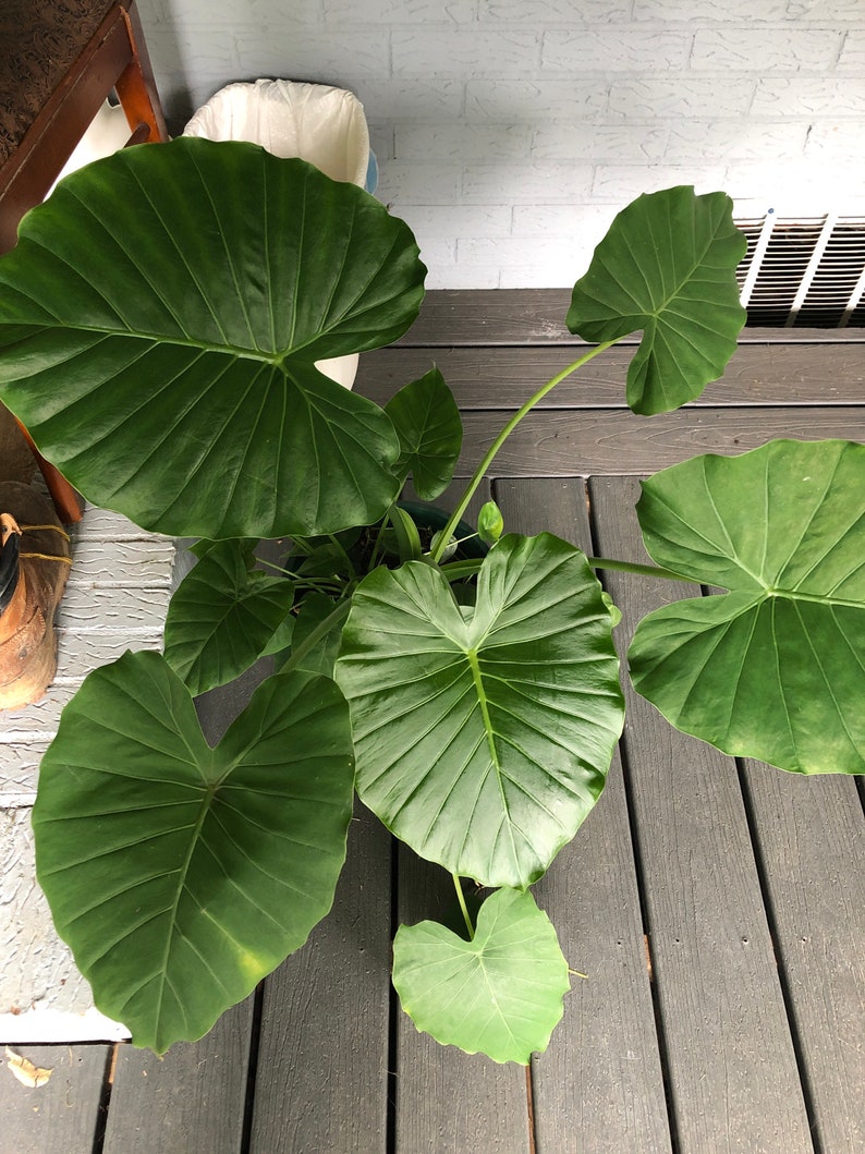 Dwarf Elephant Ear Plant - Alocasia California Gagaena - Easy Care Indoor Tropical Houseplant - Ruffled Heart-Shaped Leaves