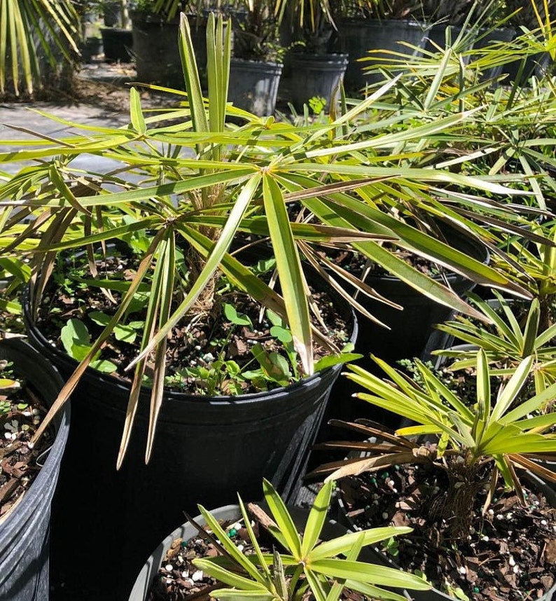Coccothrinax miraguama Live Plant - Hardy Palm Variety - Outdoor Grown Tropical Plant - Ideal for Landscaping
