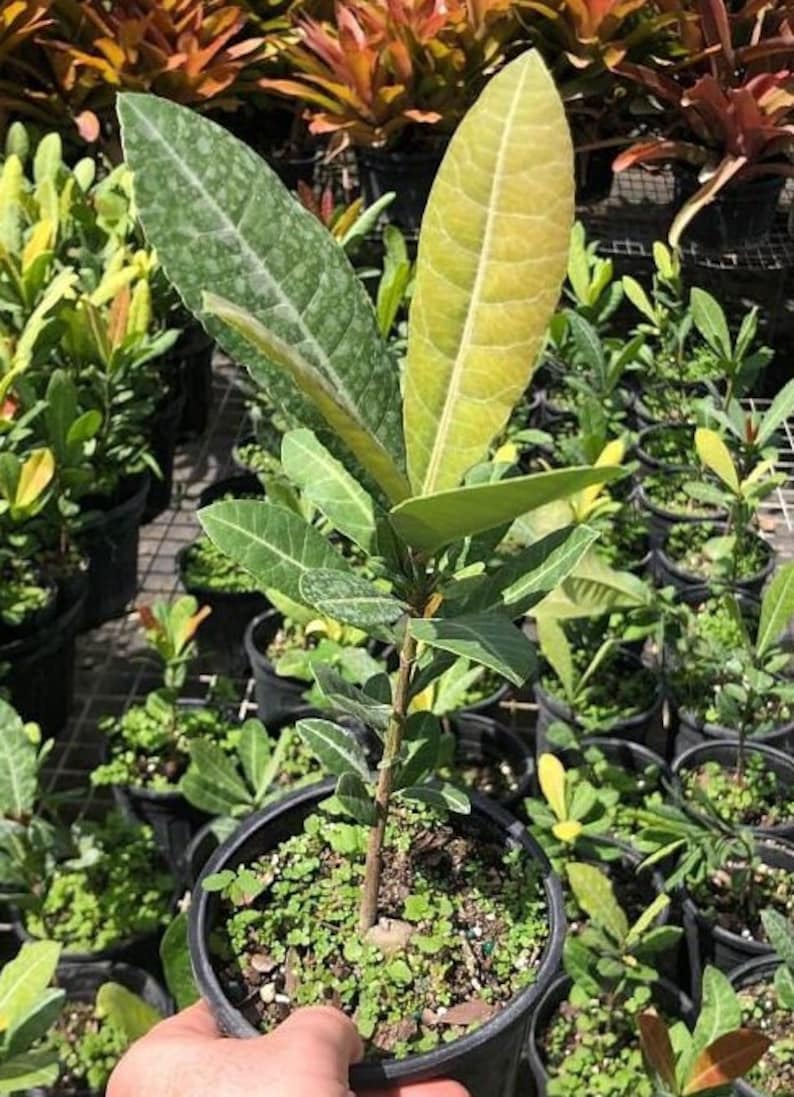 Imbe Garcinia Livingstonei - African Fruit Tree - Live Plant Set - Male & Female - Indoor Growing - Rare Fruit Plants