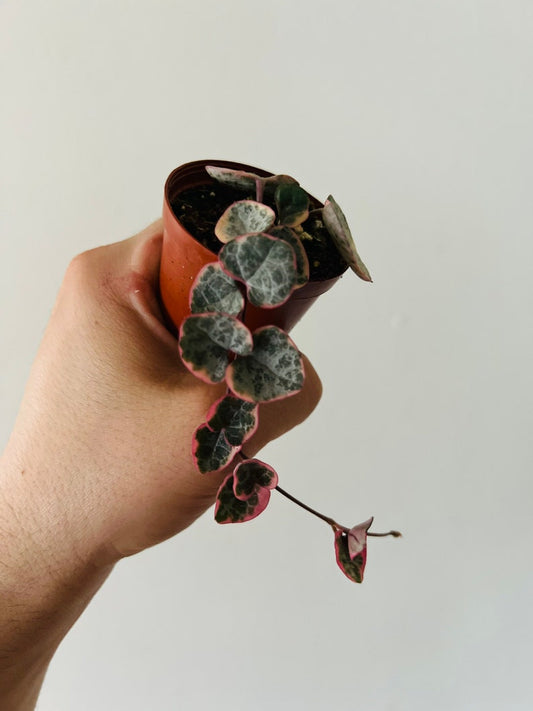 Variegated String of Hearts Plant - 2" Pot - Pink Yellow Cream White - Easy Houseplant - Live Plant for Beginners - Ceropegia woodii
