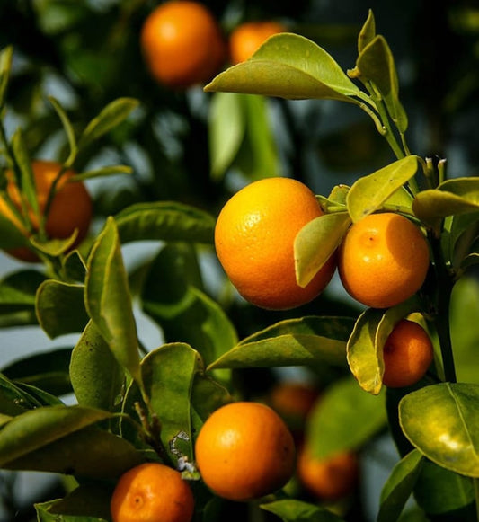 Calamondin Orange Tree 3ft to 4ft Grafted Citrus Plant - Citrus mitis