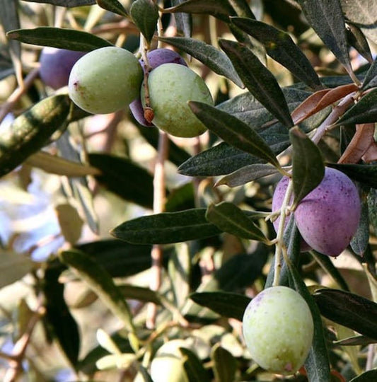 Arbequina Olive Tree - 1 Gallon Potted 2-3 Feet Tall - Olea europaea - Ideal for Home Gardens or Containers